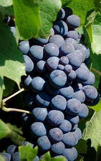 Gamay - odrda pro vna z Beaujolais